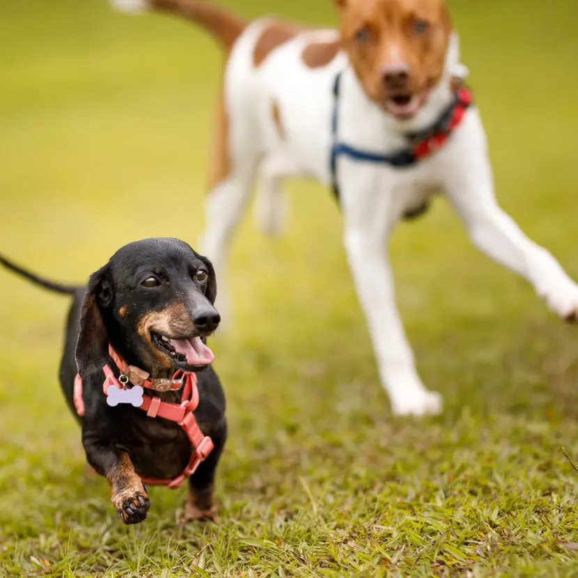 Dog park